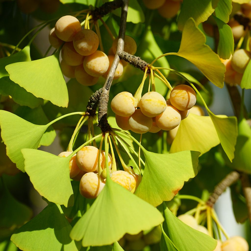 Ginkgo biloba - Arbre aux quarante écus