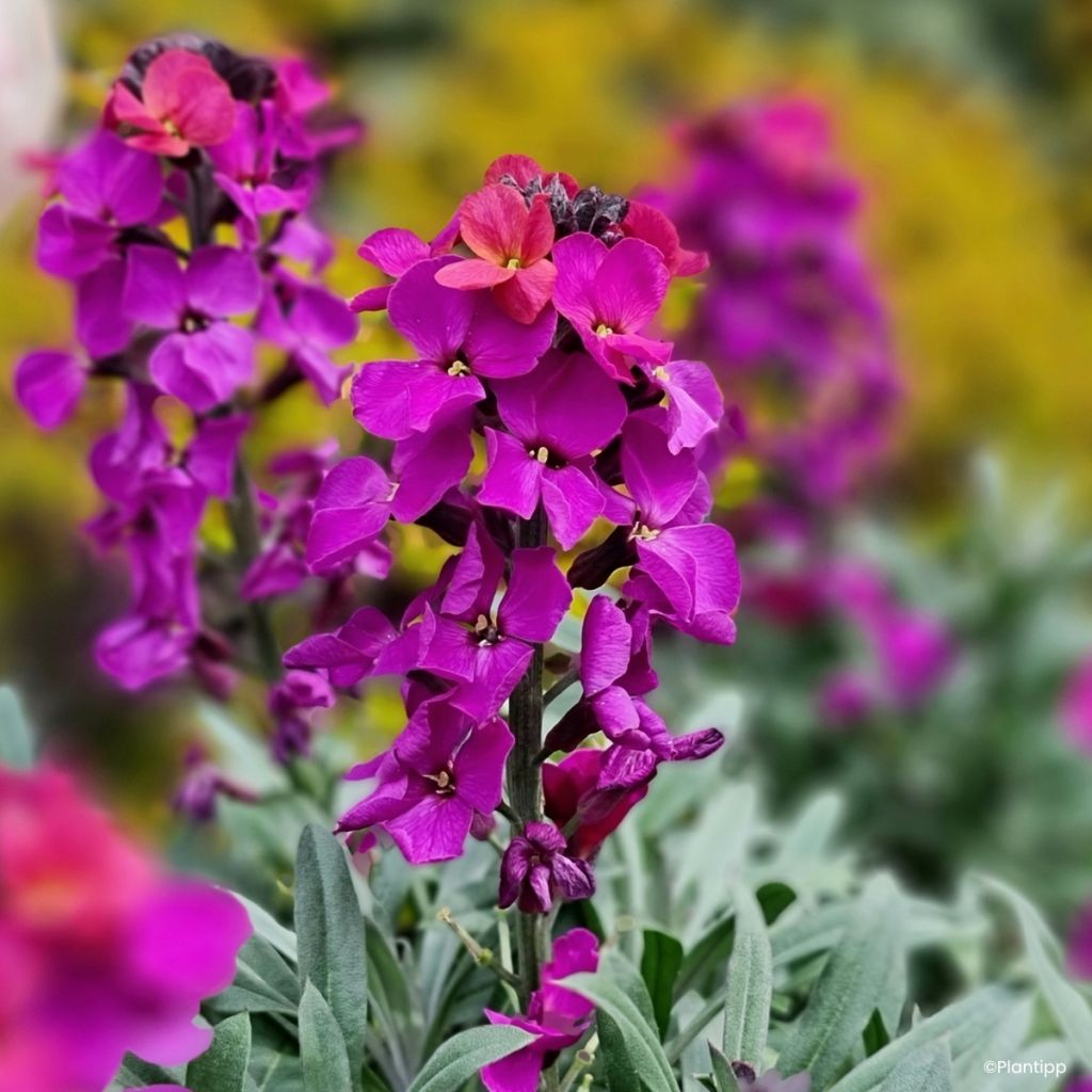 Giroflée vivace - Erysimum Colour Vibe Purple