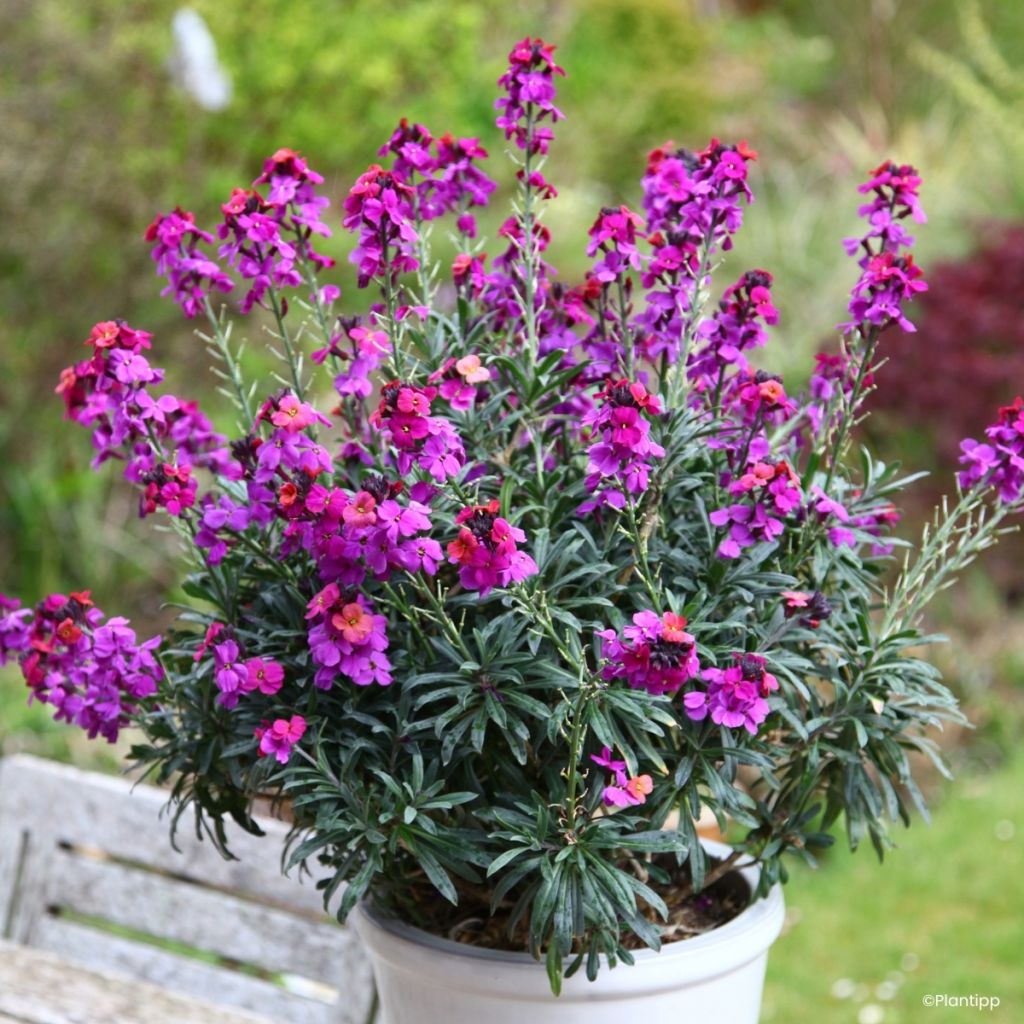 Giroflée vivace - Erysimum Colour Vibe Purple