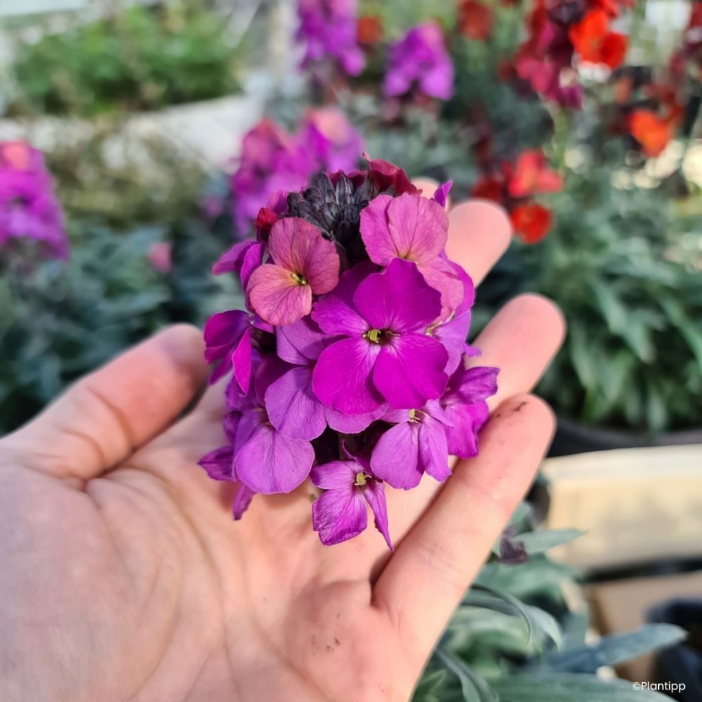 Giroflée vivace - Erysimum Colour Vibe Purple