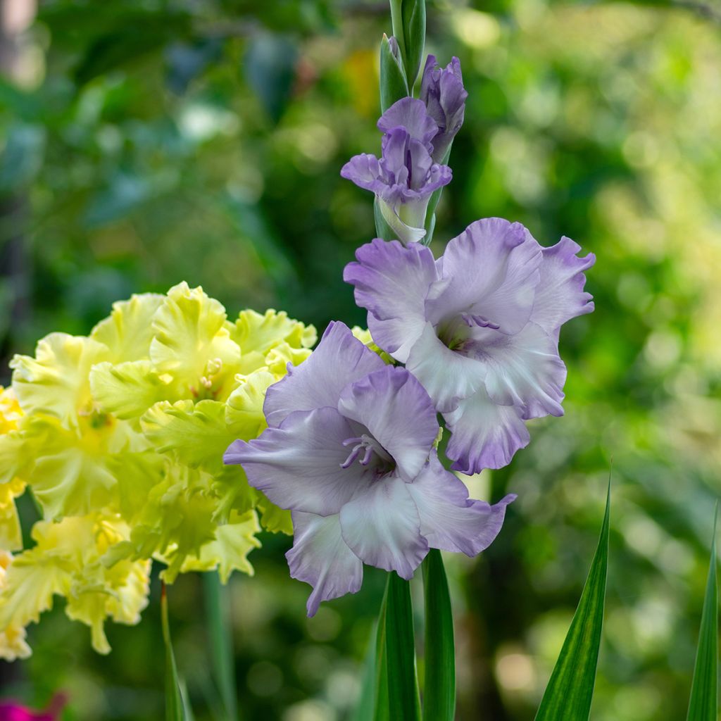 Glaïeul à grandes fleurs Triton