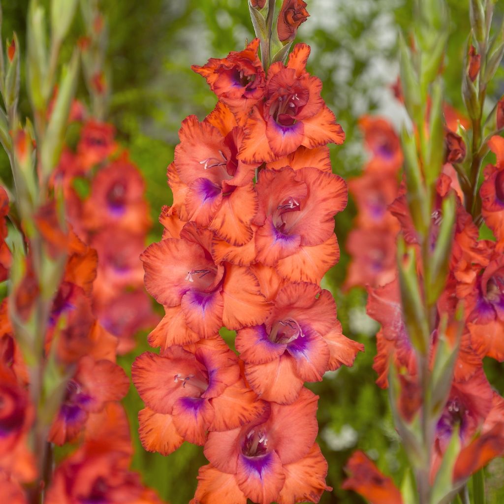 Galïeul ou Gladiolus Tricolore