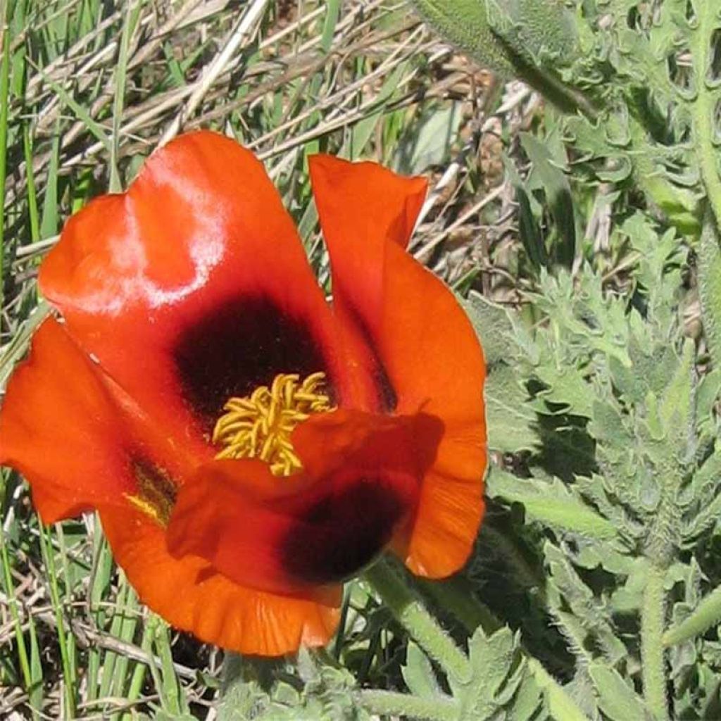 Glaucium corniculatum