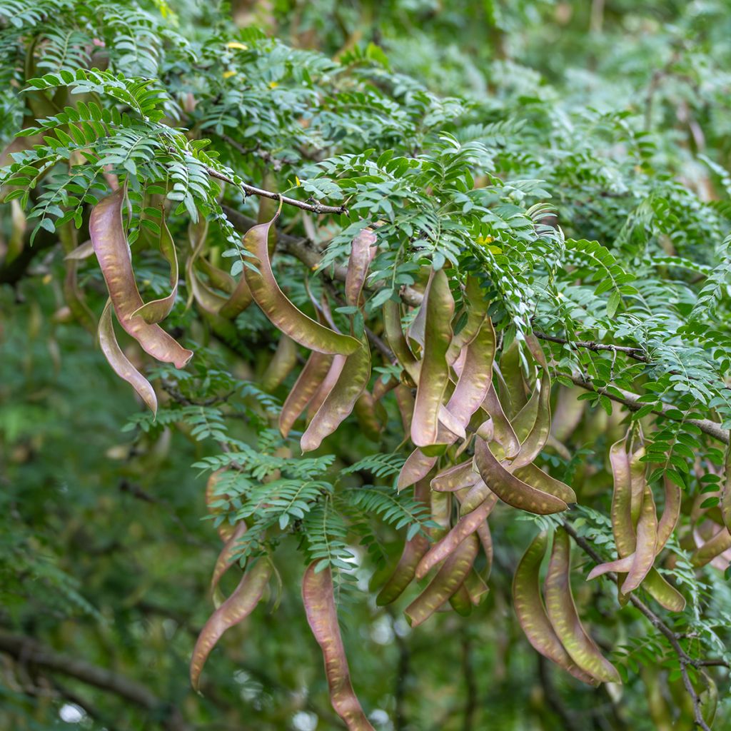 Gleditsia triacanthos - Févier d'Amérique