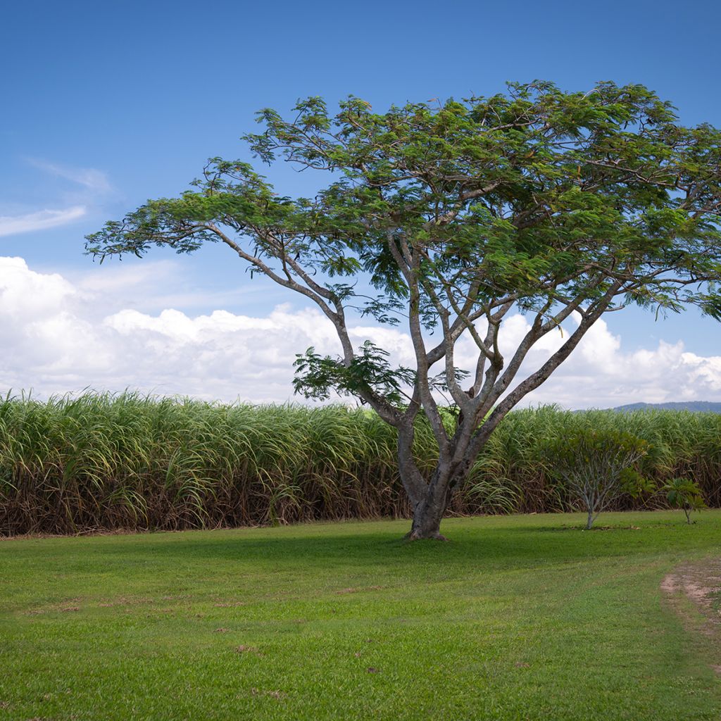 Gleditsia triacanthos - Févier d'Amérique