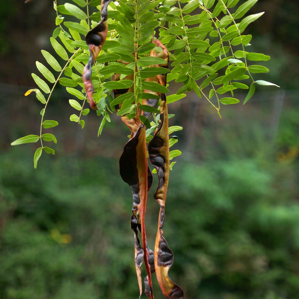 Graines de Févier d'Amérique inerme - Gleditsia triacanthos f. inermis
