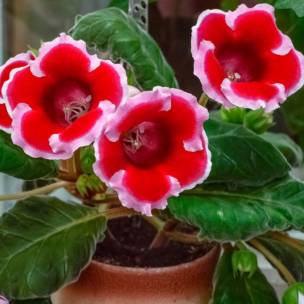 Gloxinia Kaiser Friedrich