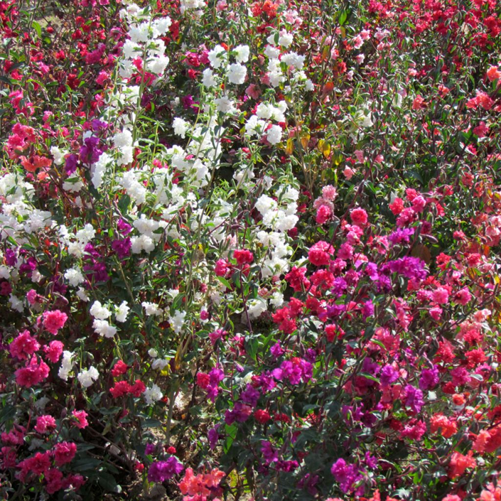 Graines de Clarkia unguiculata Excellent mix