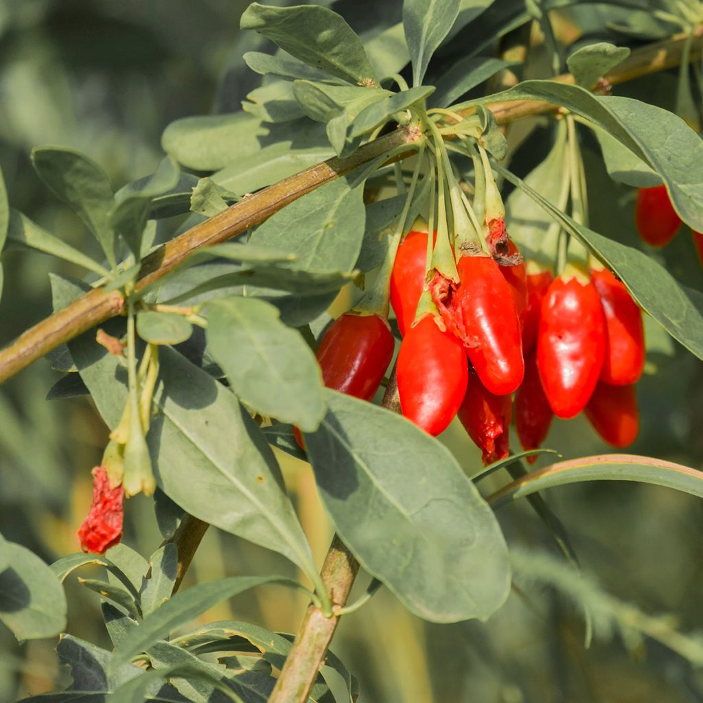 Goji Q1 - Lycium barbarum