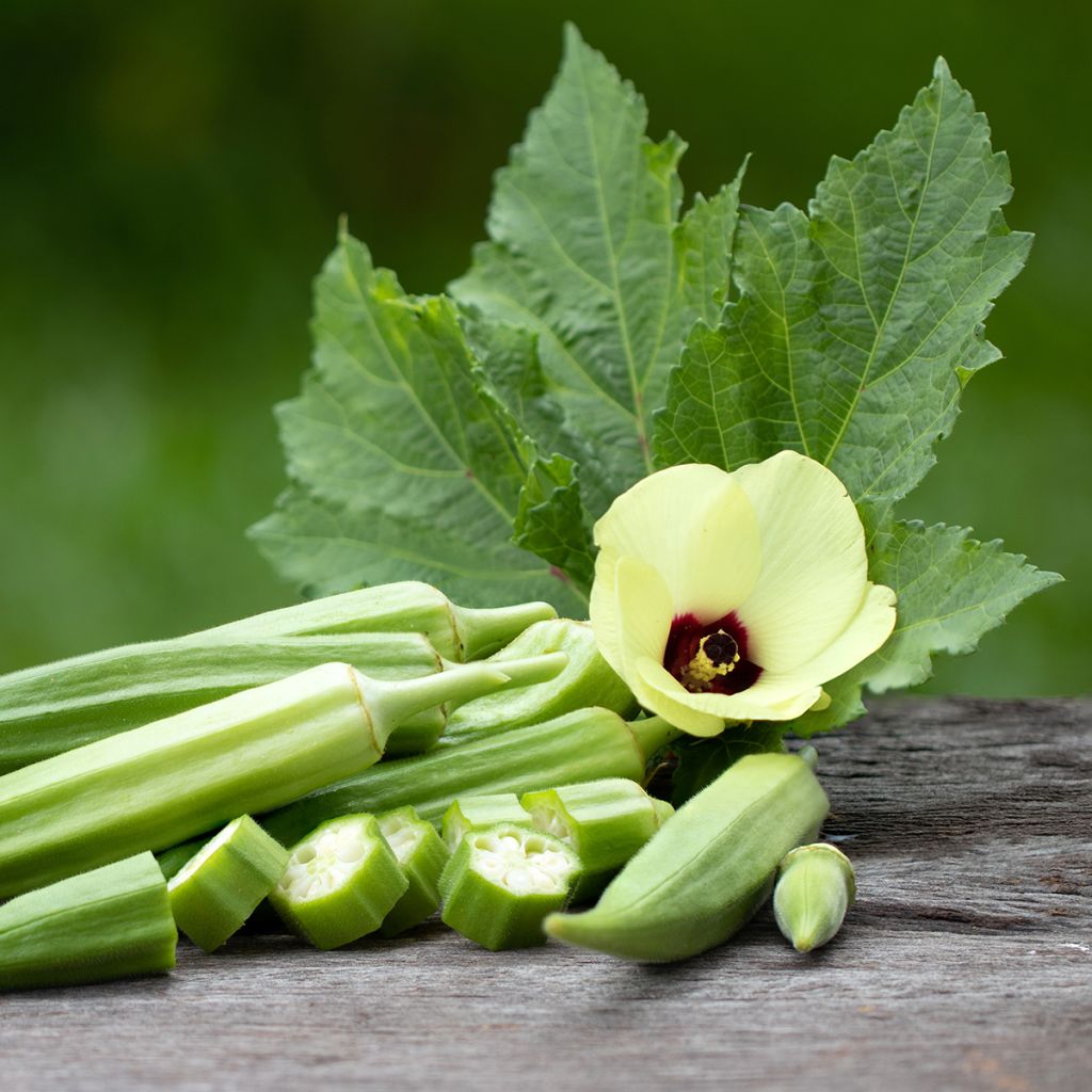 Gombo Okra - Abelmoschus esculentus