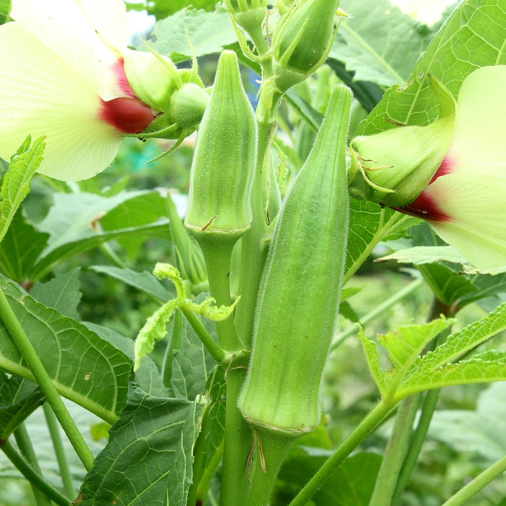 Gombo Okra - Abelmoschus esculentus