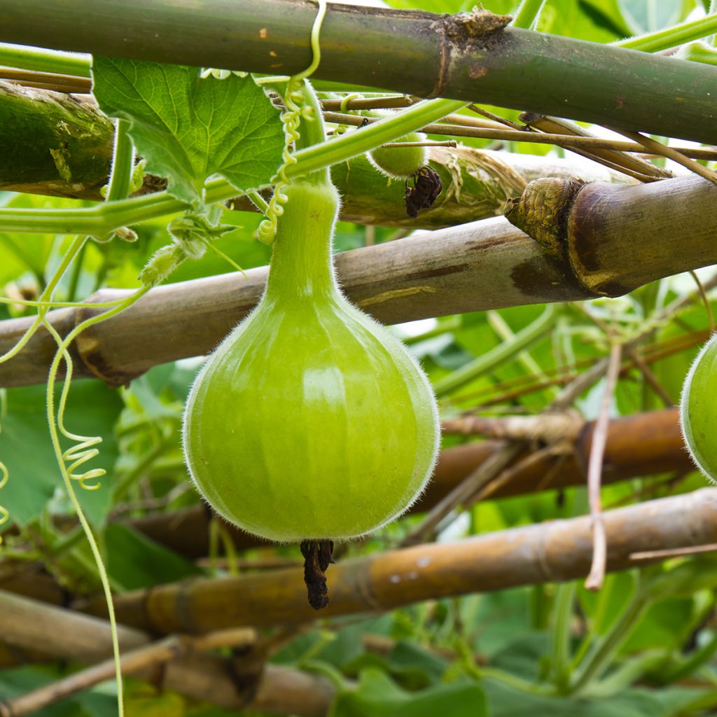 Gourde Pélerine ou Calebasse Bio - Ferme de Sainte Marthe