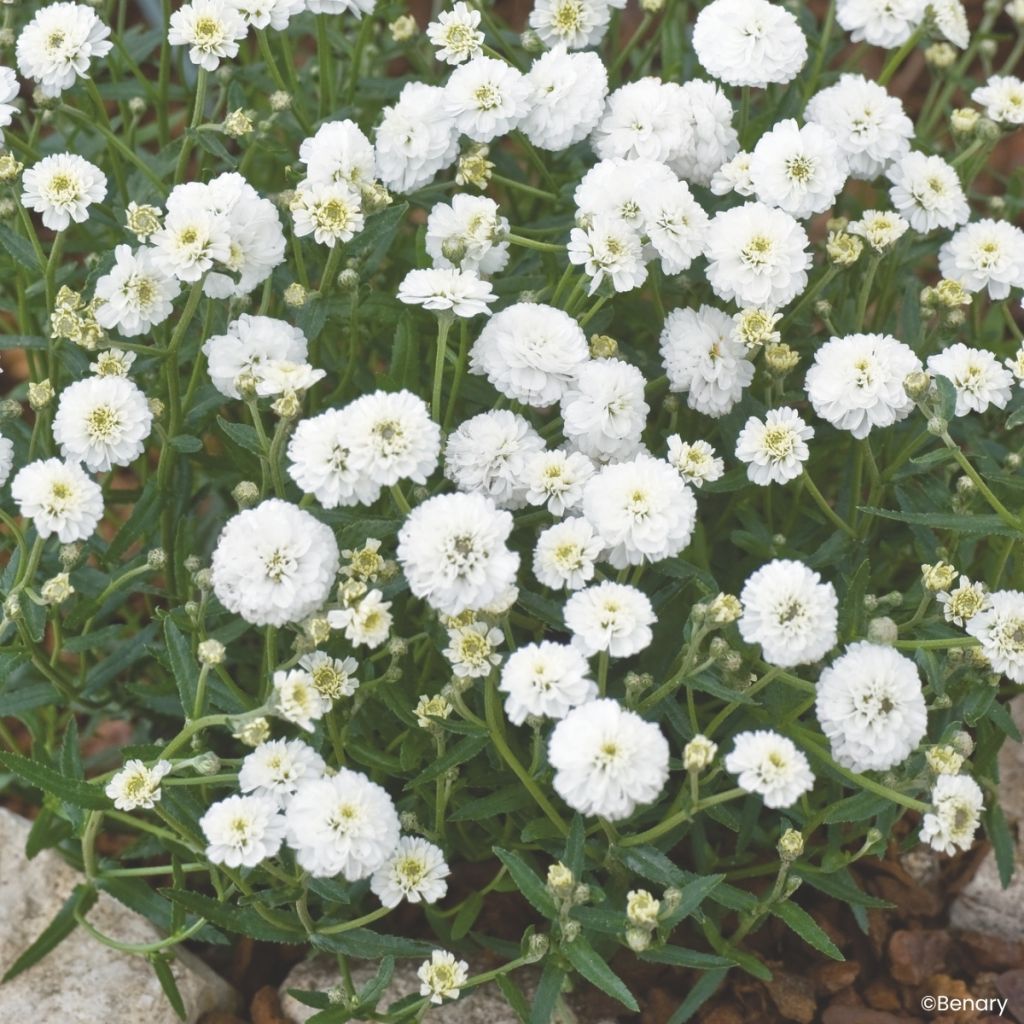 Graines d'Achillée ptarmica Marshmallow (graines enrobées)