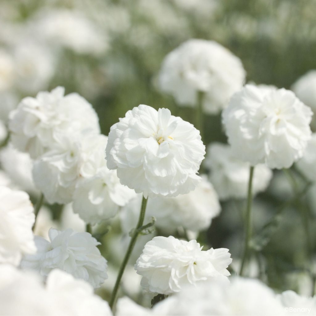 Graines d'Achillée ptarmica Marshmallow (graines enrobées)