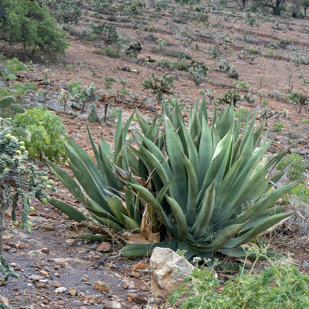 Graines d'Agave salmiana