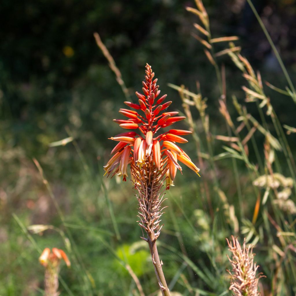 Graines d'Aloe arborescens