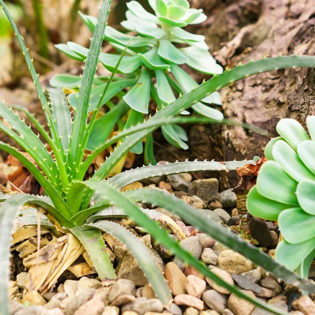 Graines d'Aloe arborescens