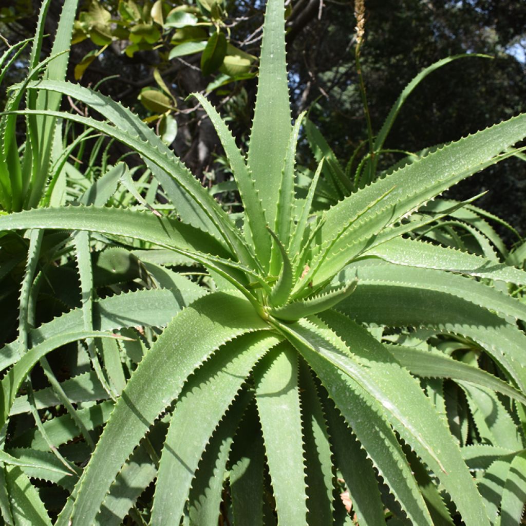 Graines d'Aloe arborescens