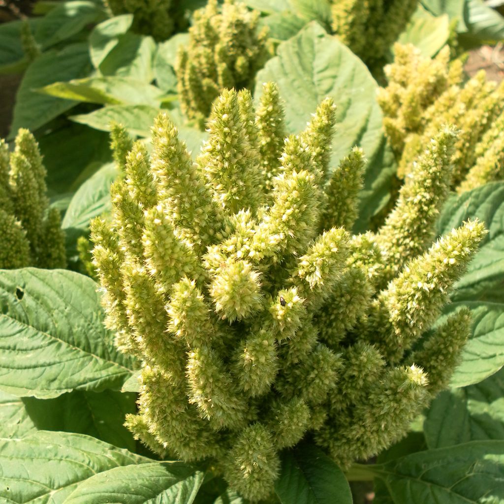 Graines d'Amarante Green Thumb (Flèche verte)