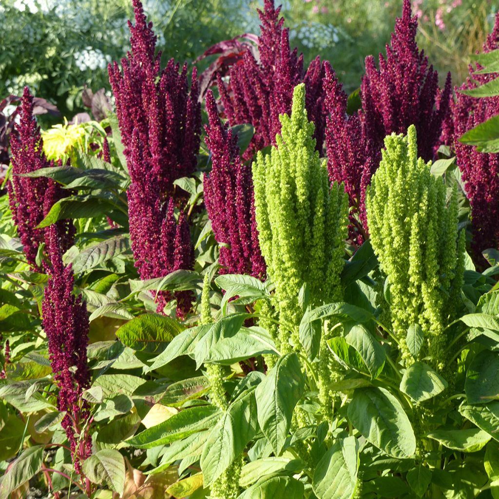 Graines d'Amarante Pygmy Torch (Flèche rouge)