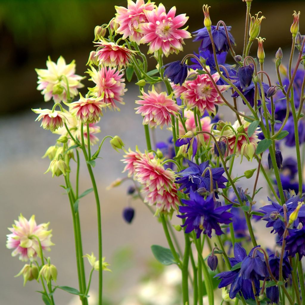 Graines d'Ancolie Barlow Mixture - Aquilegia vulgaris
