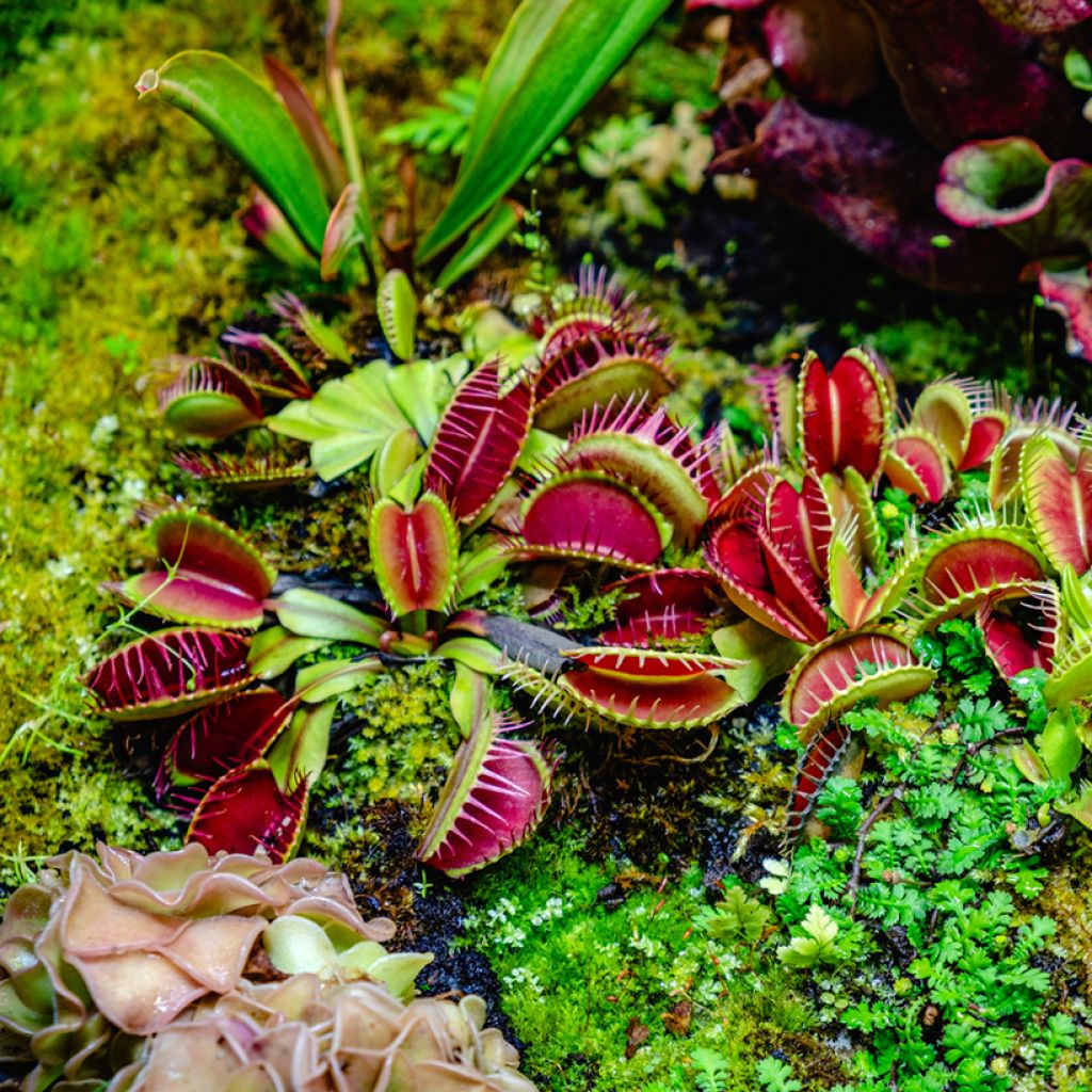 Graines d'Attrape-mouches - Dionaea muscipula
