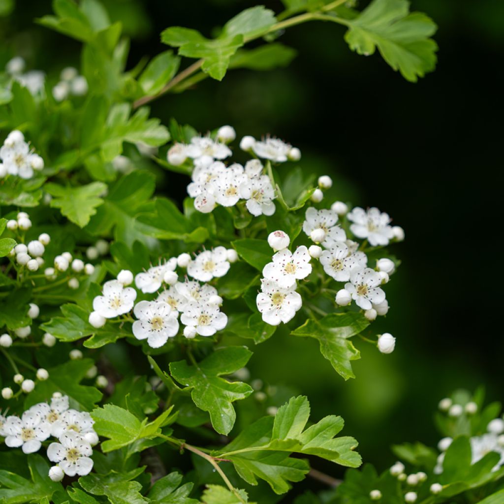 Graines d'Aubépine - Crataegus monogyna