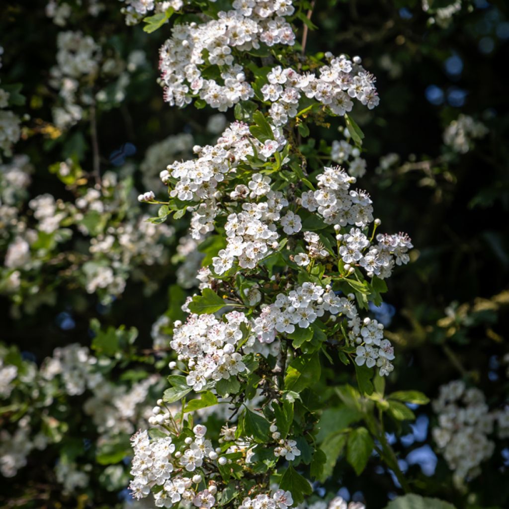 Graines d'Aubépine - Crataegus monogyna