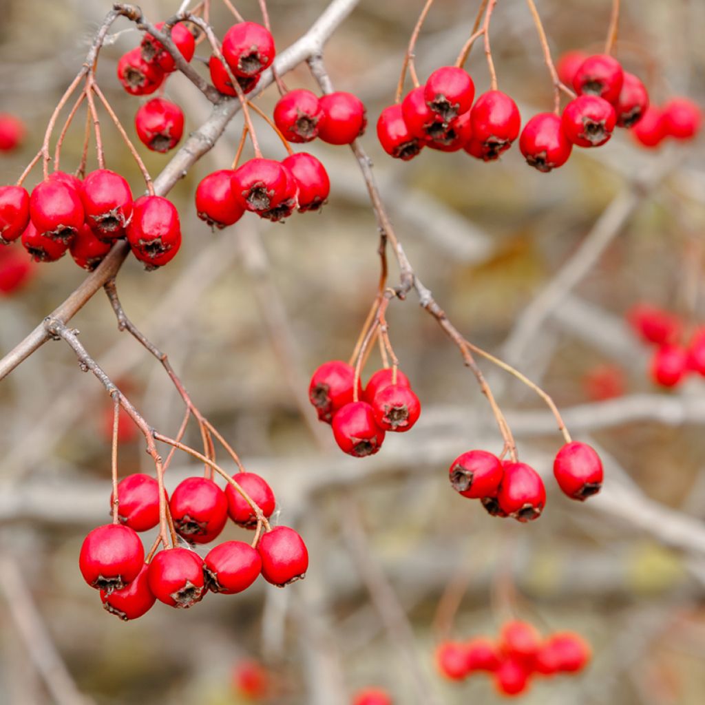 Graines d'Aubépine - Crataegus monogyna