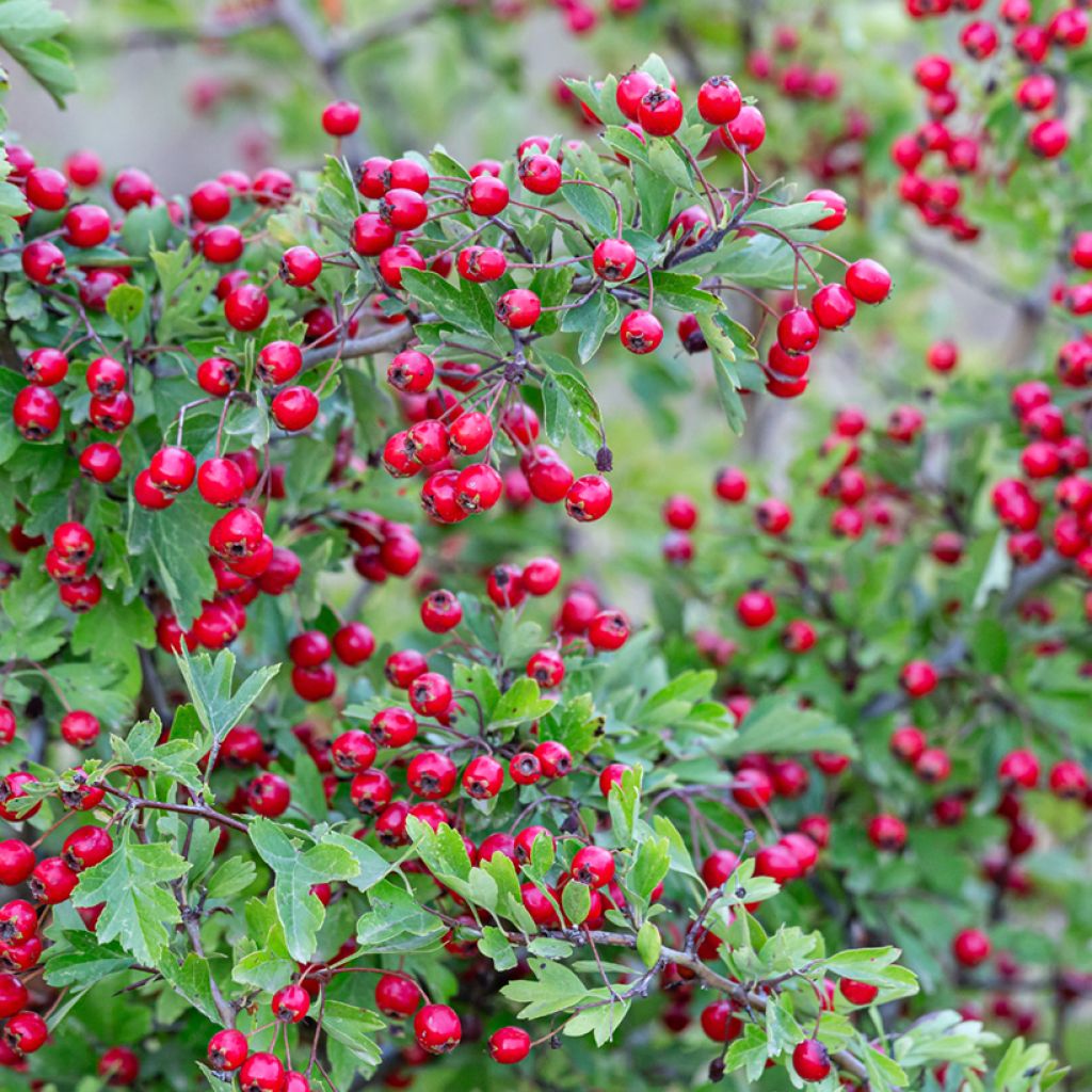 Graines d'Aubépine - Crataegus monogyna