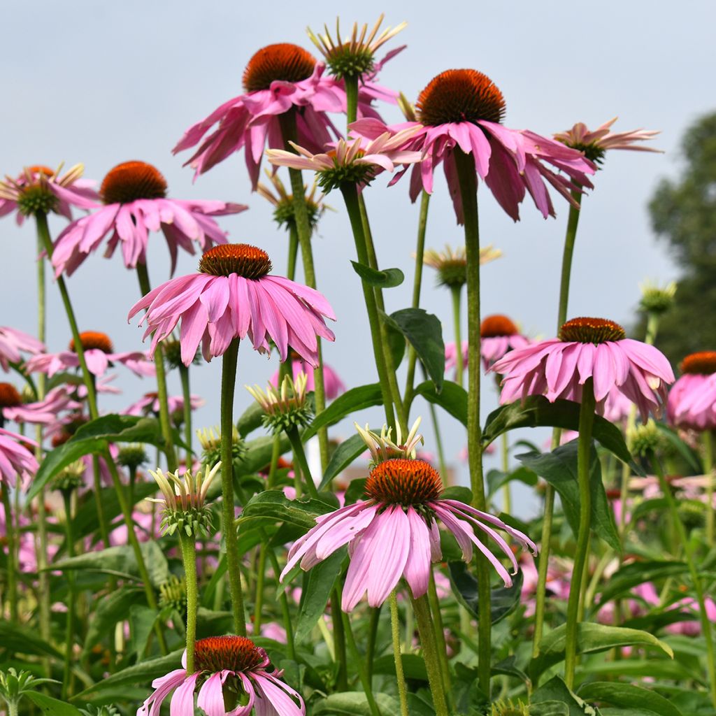 Graines d'Echinacea purpurea Magnus - Rudbeckia pourpre 