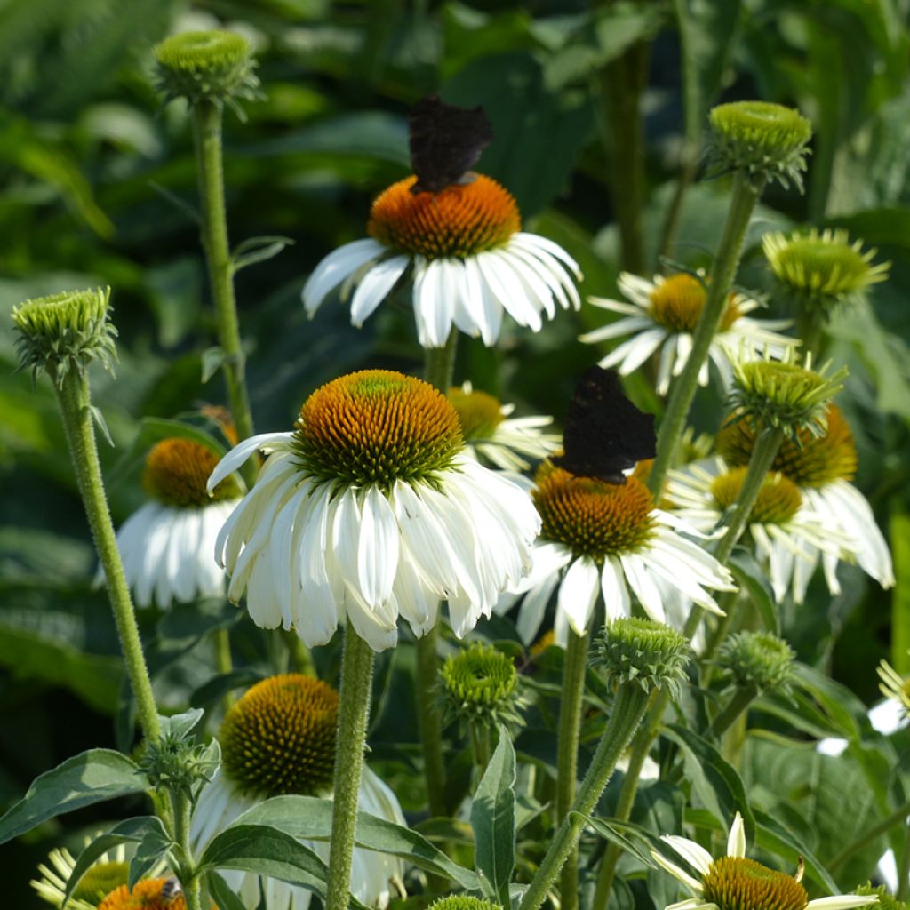 Graines d'Echinacea purpurea White Swan - Rudbeckia pourpre