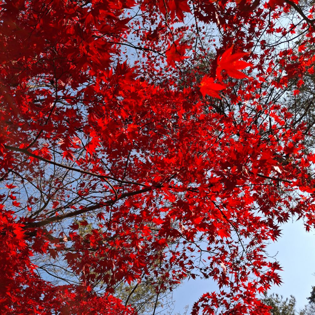 Graines d'Erable rouge - Acer rubrum
