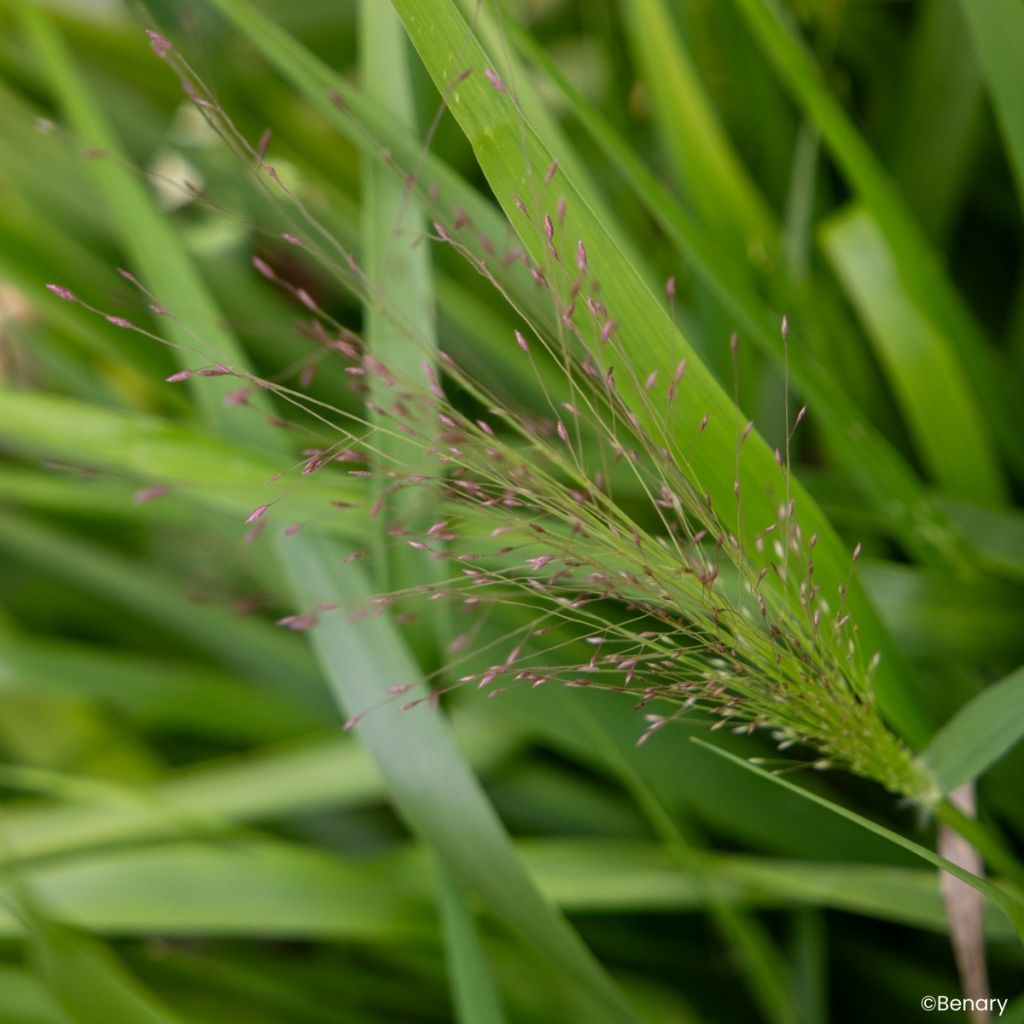 Graines d'Eragrostis spectabilis Snuggy - Herbe d'amour