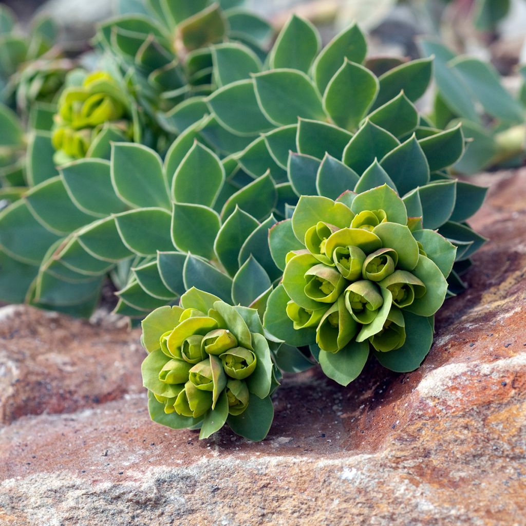 Graines d'Euphorbe de Corse - Euphorbia myrsinites