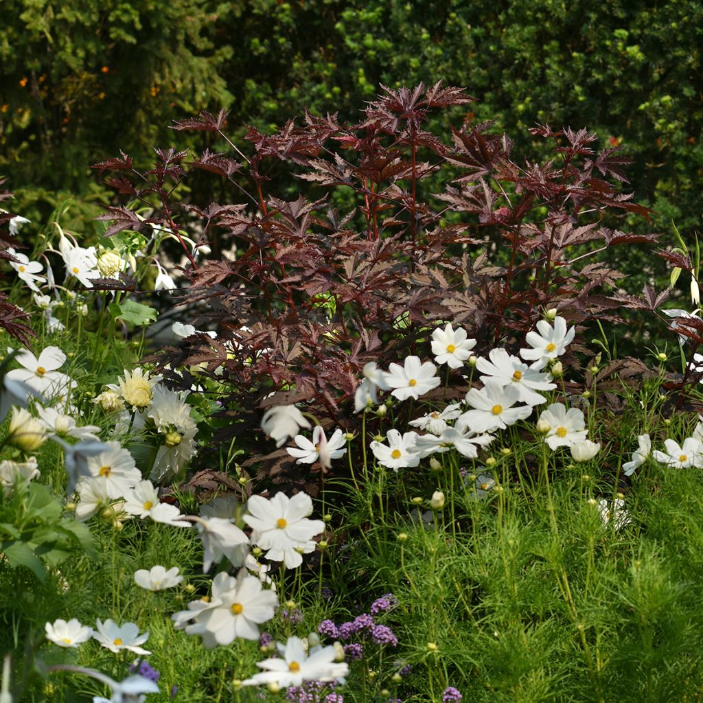 Graines d'Hibiscus Mahogany Splendor - Hibiscus acetosella