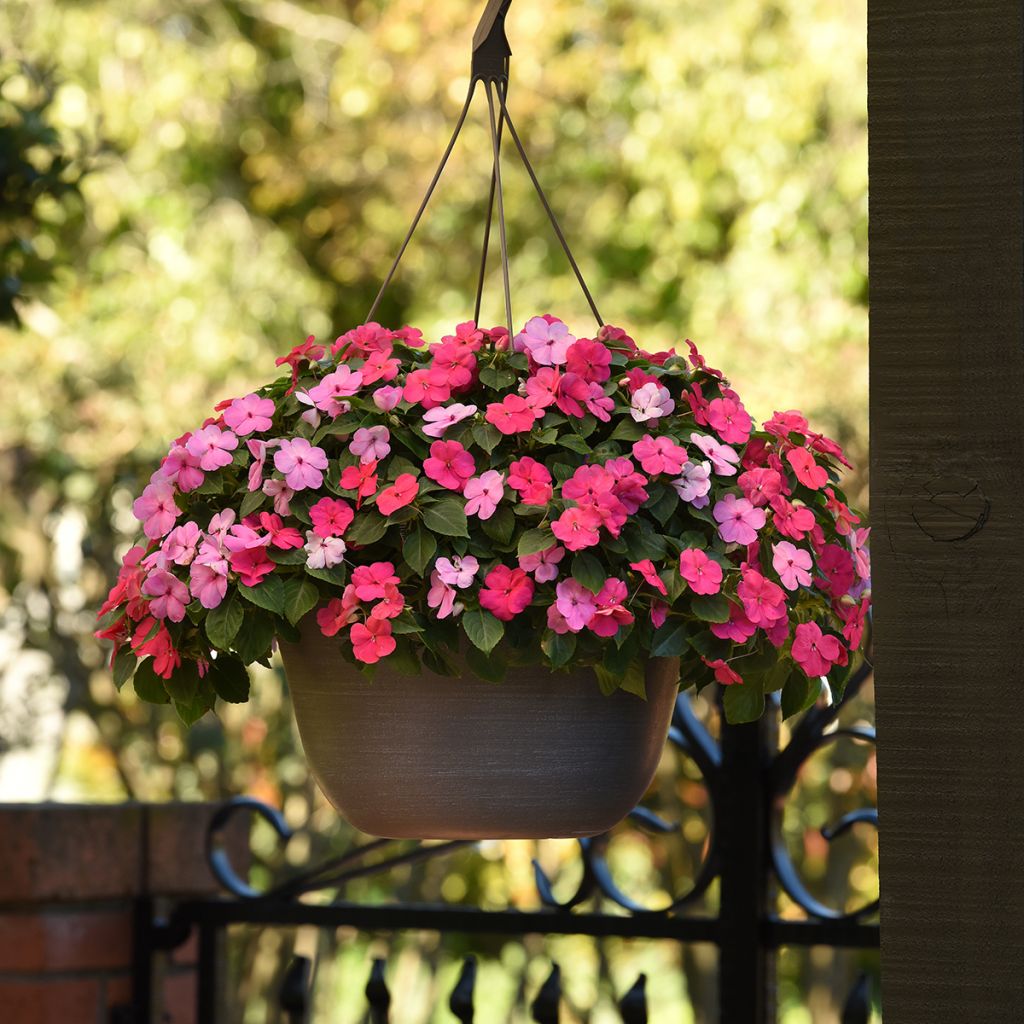 Graines d'Impatiens Beacon F1 Otway Mix