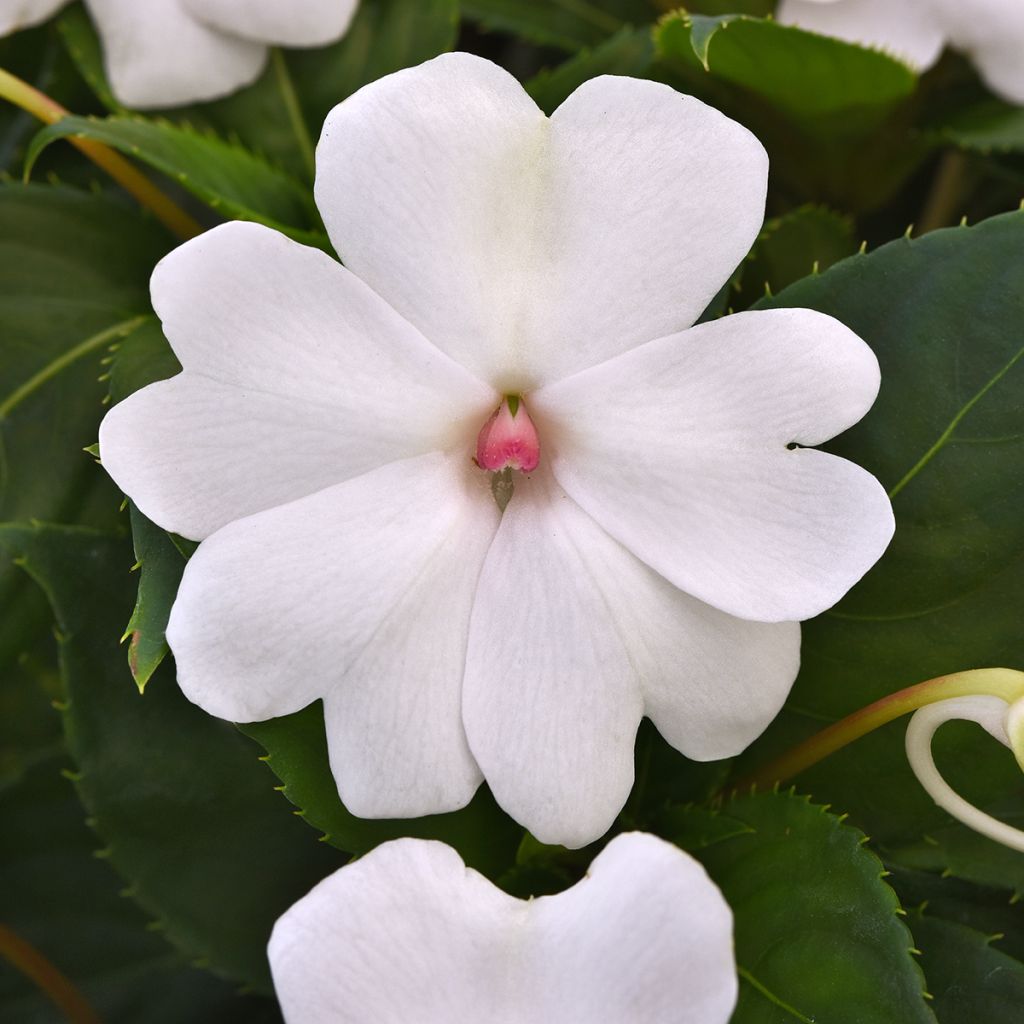 Graines d'Impatiens Solarscape White Pearl