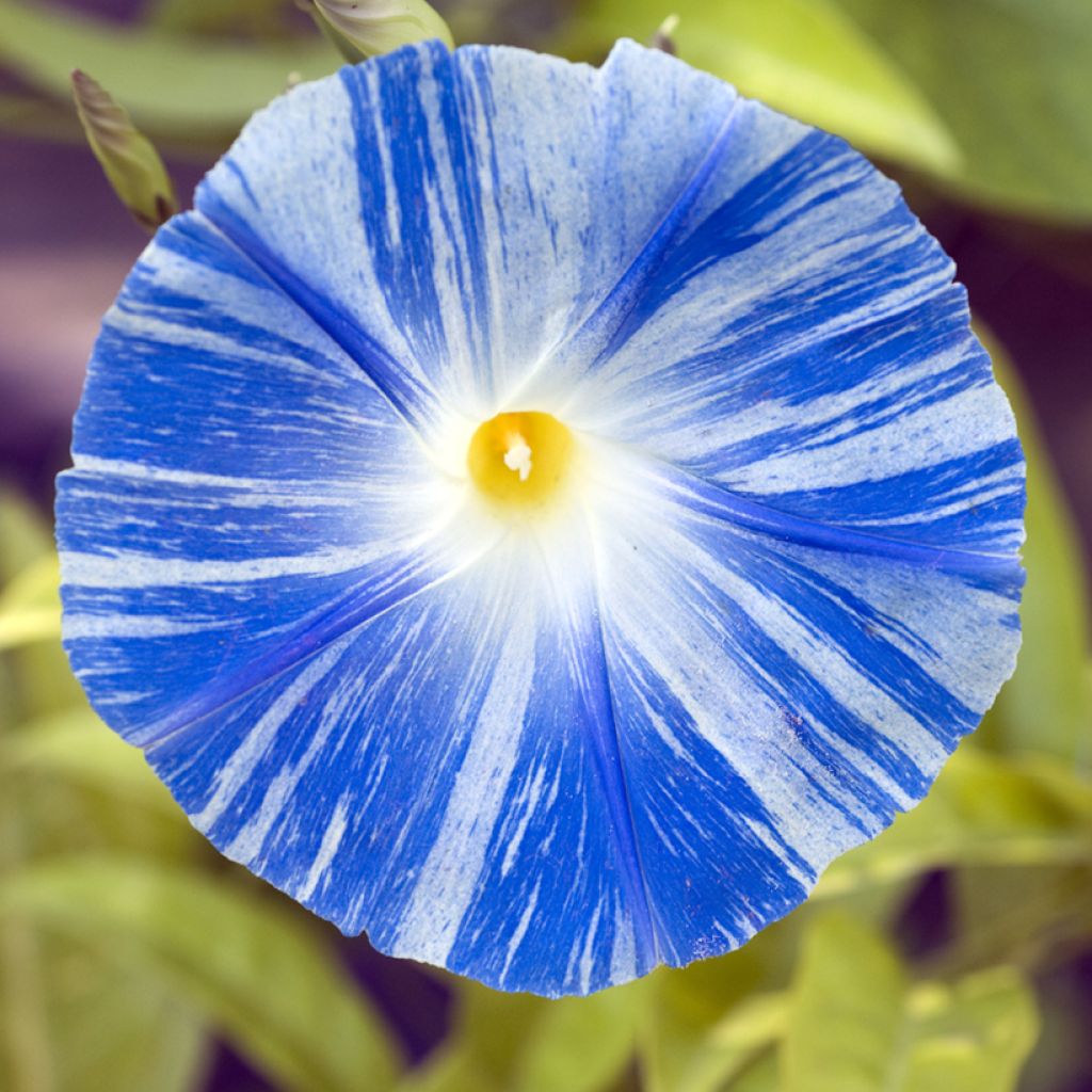 Graines d'Ipomée Flying Saucer - Ipomoea tricolor