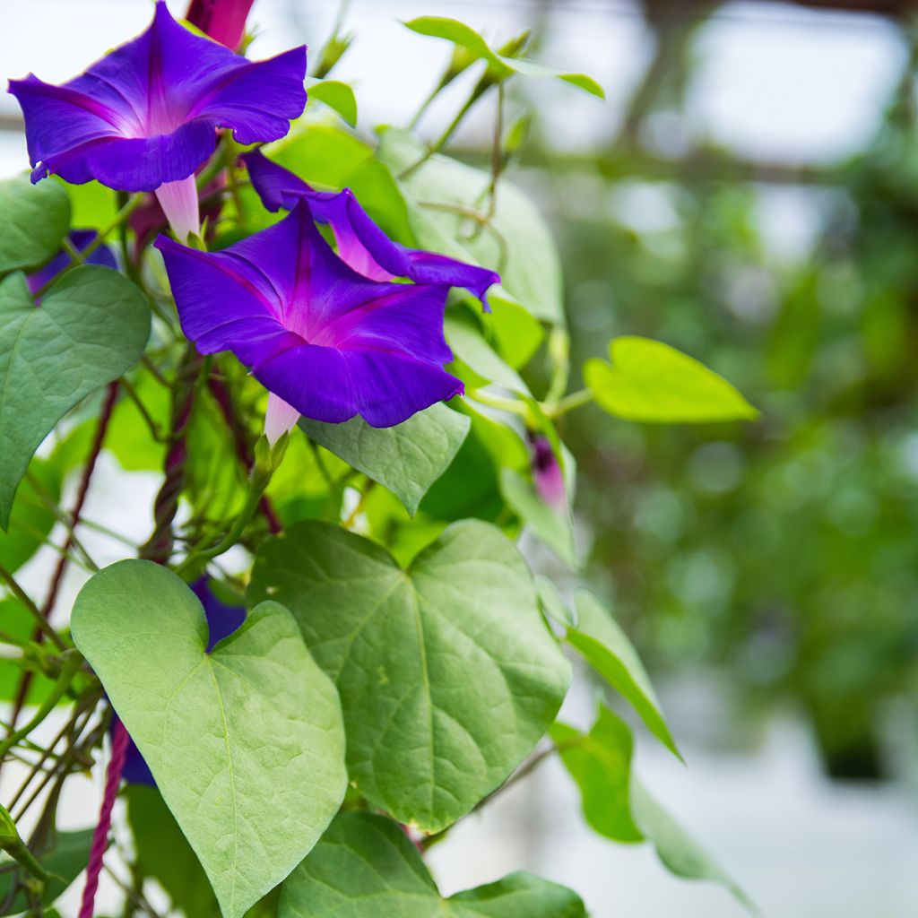 Graines d'Ipomée Grandpa Ott - Ipomoea purpurea
