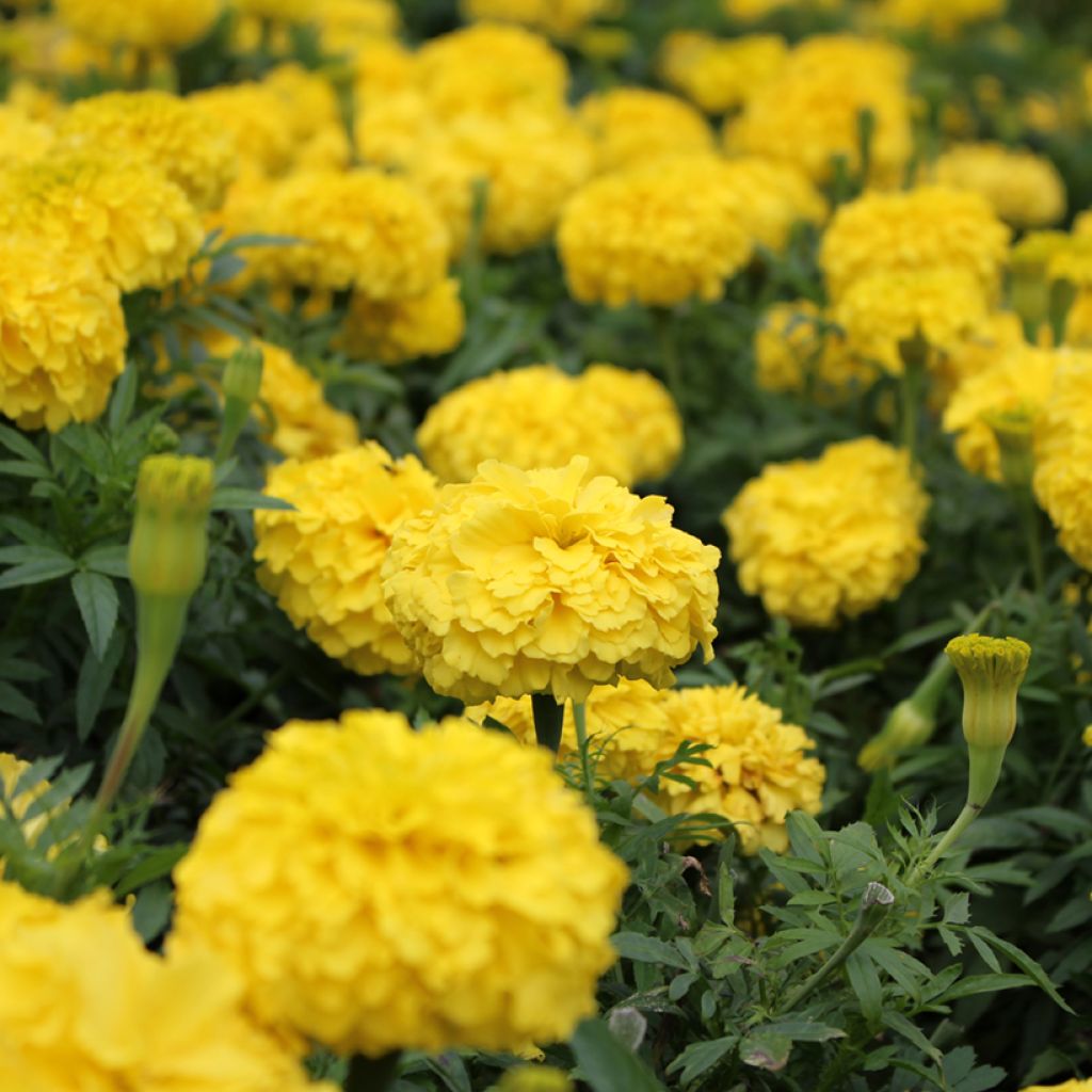 Graines d'Oeillet d’Inde Boy O Boy Yellow - Tagetes patula