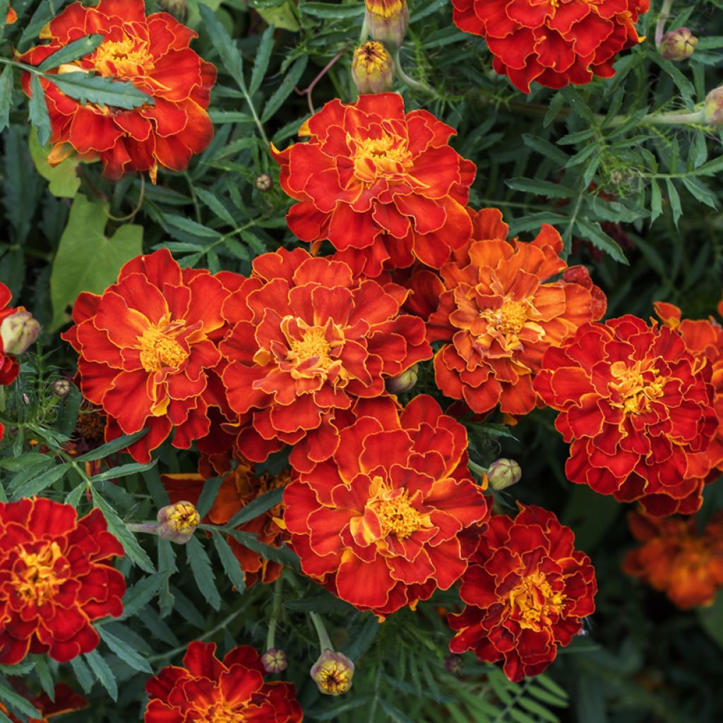 Graines d'Oeillet d’Inde Durango Red - Tagetes patula