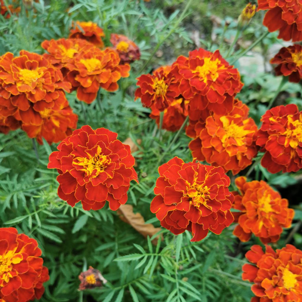Graines d'Oeillet d’Inde triploïde Konstance - Tagetes patula x erecta 