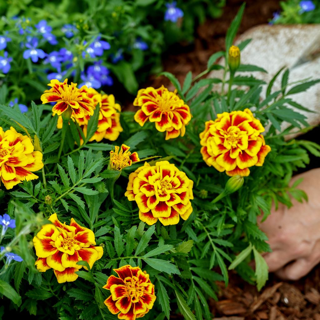 Graines d'oeillet d'Inde Mango Tango - Tagetes patula