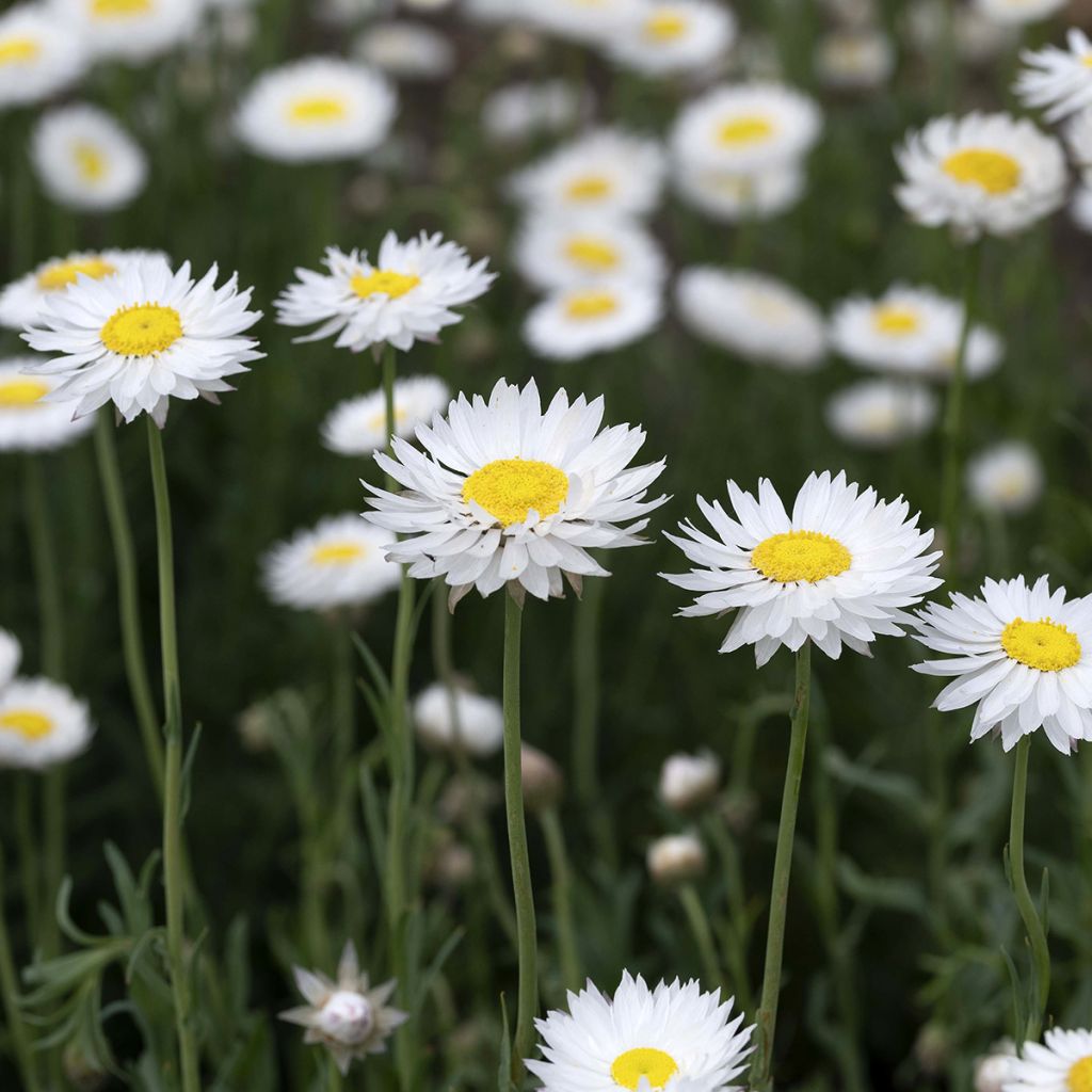 Graines d'Immortelles d'Australie blanches - Acroclinium