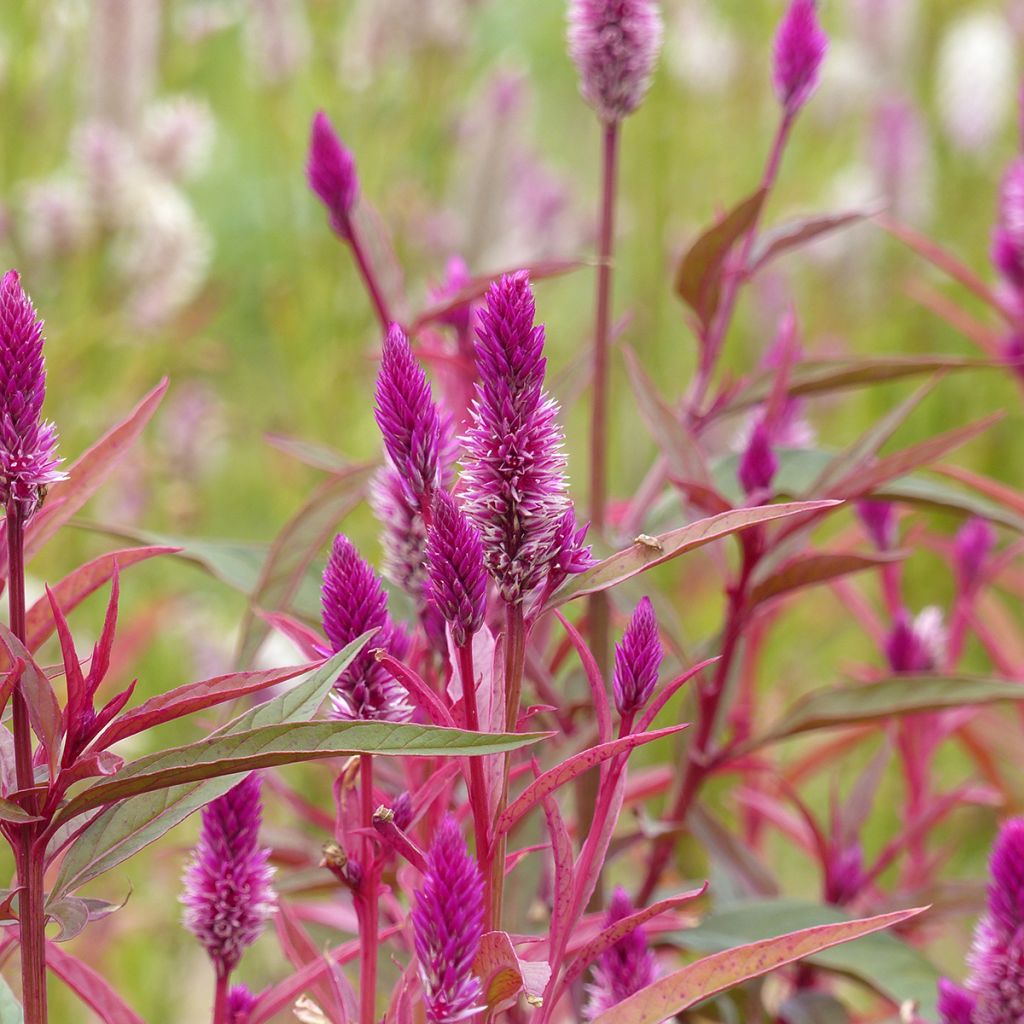 Graines de Célosie en épis Flamingo Purple - Celosia spicata