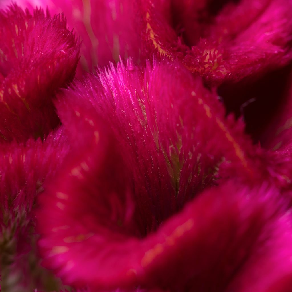 Graines de Célosie crête-de-coq Bar Bora (Purple)