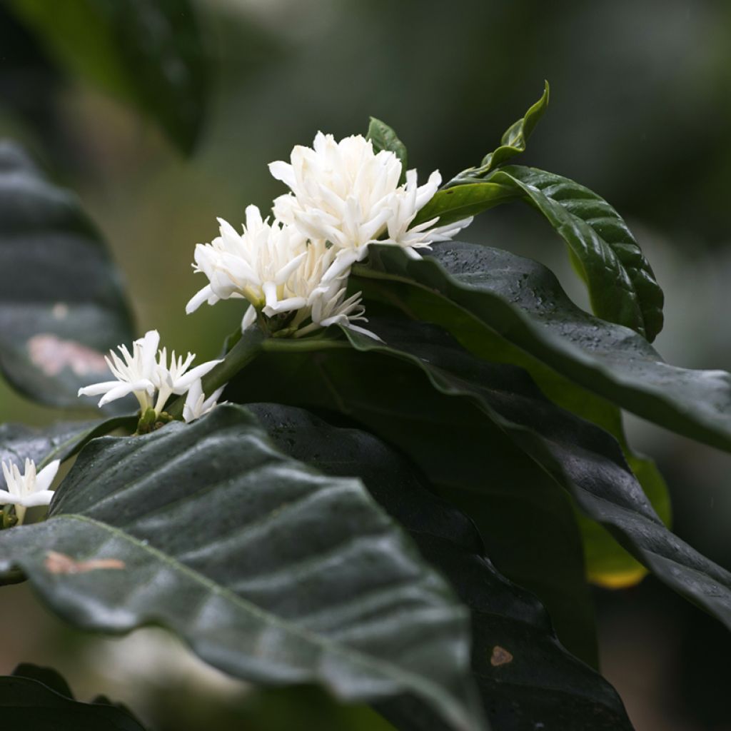 Graines de Caféier - Coffea arabica