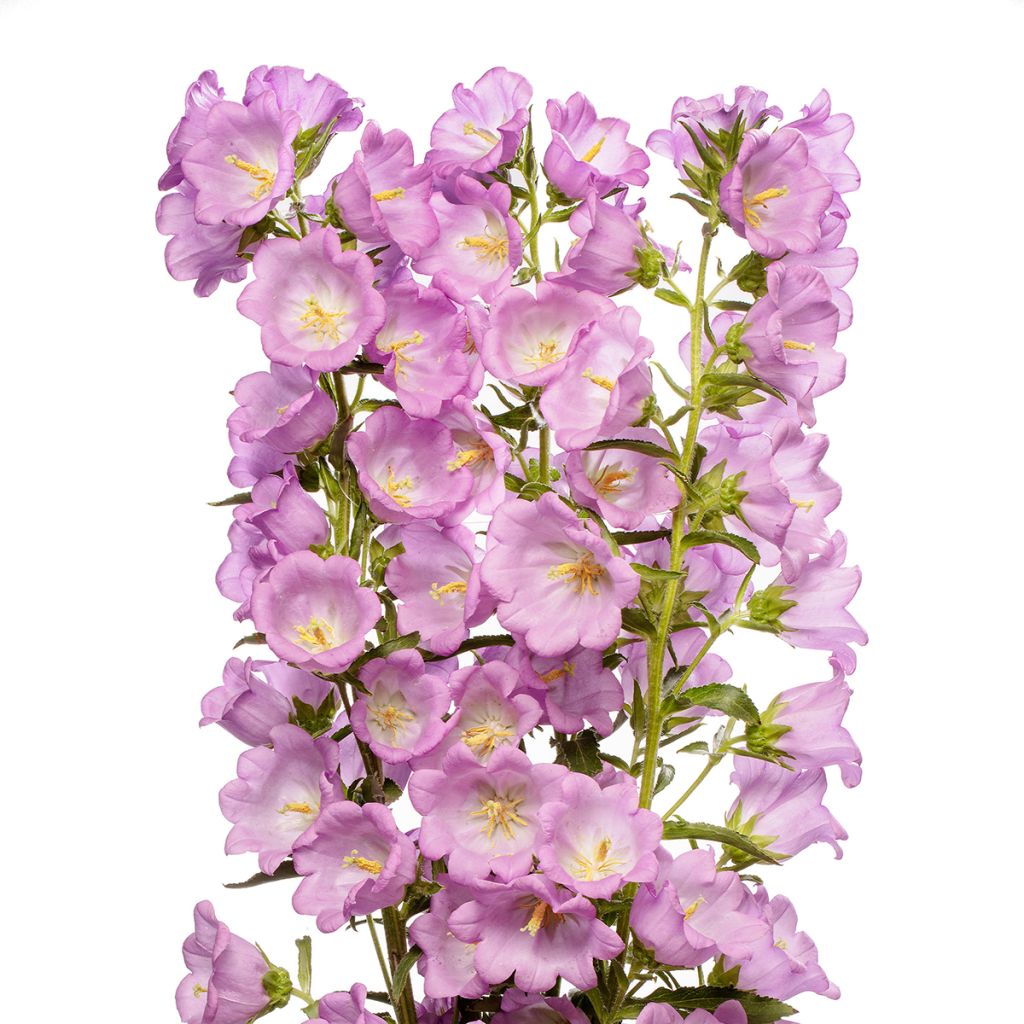 Graines de Campanule medium F1 Big Ben Lavender (graines enrobées)