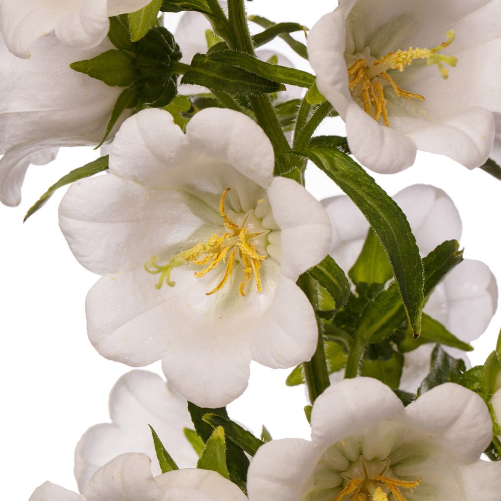 Graines de Campanule medium F1 Big Ben White Imp. (graines enrobées)